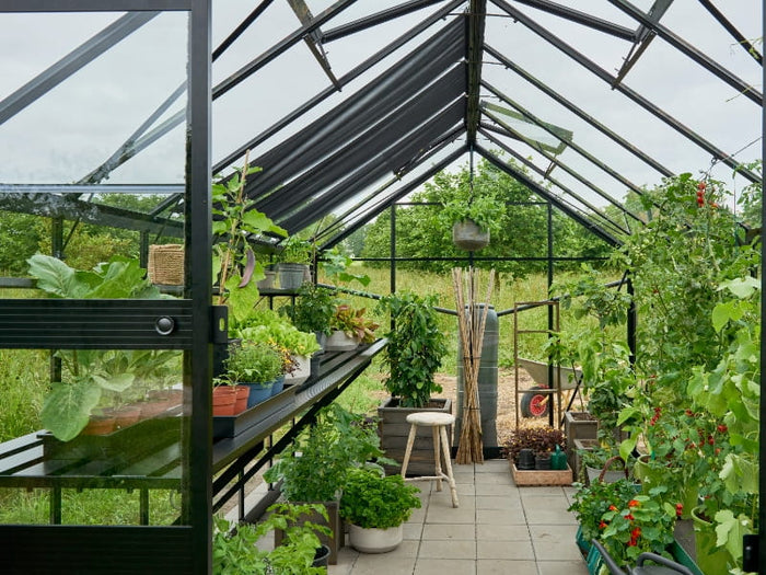 Halls Gewächshaus Cotswold Blockley 814 schwarz mit Sicherheitsglas