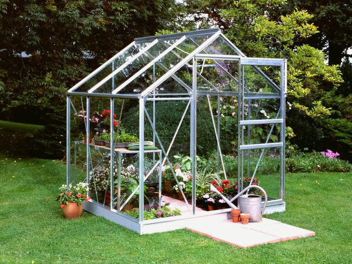 Halls Gewächshaus Popular 66 Alu Blankglas