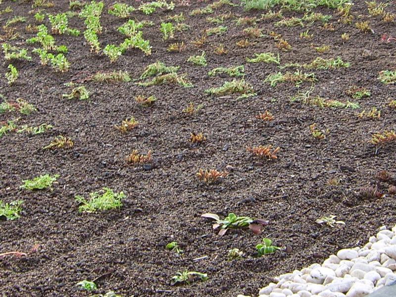 Skan Holz Dachbegrünung für Carport Friesland und Spreewald