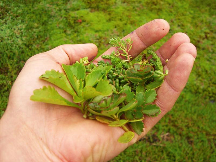 Skan Holz Dachbegrünung für Carport Friesland und Spreewald